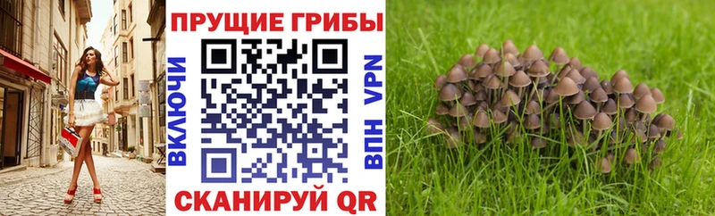 Псилоцибиновые грибы Psilocybine cubensis  Купить  Камызяк 